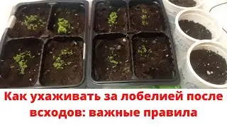 Как ухаживать за лобелией после всходов: важные правила