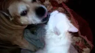 Вечерний моцион