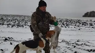 Гончие рпг ноябрь 2022