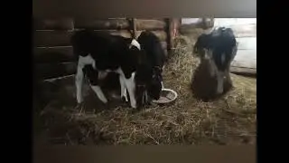 ДЕЛА ХОЗЯЙСКИЕ 😉👍
