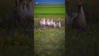 Domestic goose sounds 🧡