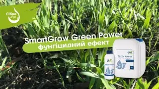 Фунгіцидний ефект зі SmartGrow Green Power