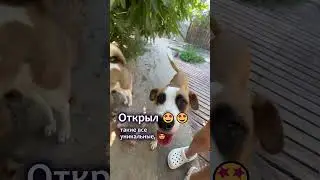 Мои конфетки Ассорти 💖 #помощьбездомнымживотным #собакасисторией #непокупайприюти