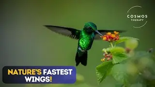 Incredible Facts About Hummingbirds | Nature's Tiny Superheroes | Beautiful Birds