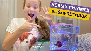 ДЕВОЧКА ПОКУПАЕТ РЫБКУ ПЕТУШОК! У Полины новый питомец! Рыбка Петушок!