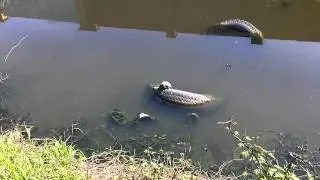 Черепахи живут в луже в Краснодаре.