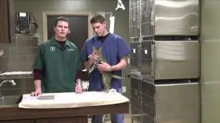 Symptoms of a Male Cat Spraying
