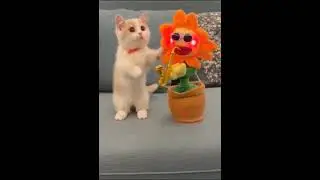 Video Kucing Lucu #shortvideo #shortvideo #shortsvideo