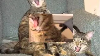Хор кошек