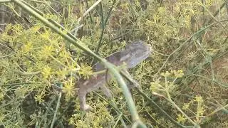 Chameleon
