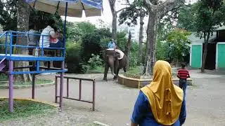 Poor elephant who must work, giving rides to those who will pay and have fun at its expense