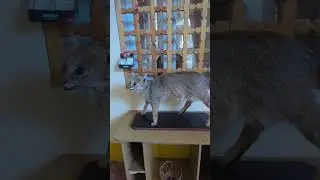 Чучело дикого кота, внутри отеля, Хива, Узбекистан. Wild Cat, inside hotel, Khiva, Uzbekistan.