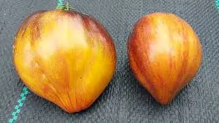 Tomatoes grown without covers. I answer your questions.
