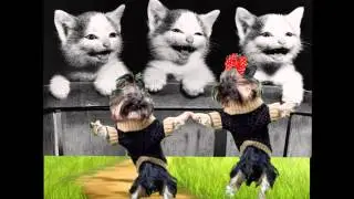 Бобик с Жучкой.