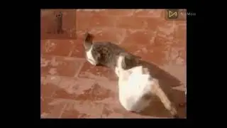 قط أحمق يريد إغتصاب قطه بالقوة