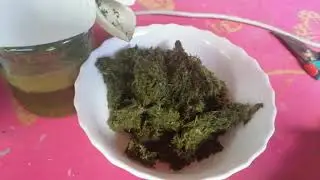 Сок чистотела, микродозы порошка чистотела. Изготовление и технология.