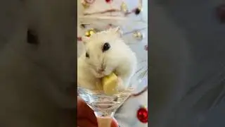 А я все жру и жру! 