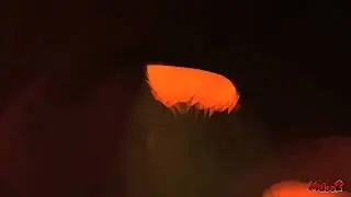 3meals are in one Predators stomach ￼