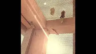 Monarch Eclosing from Chrysalis
