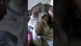 Putting random music over me petting my dog (Part 1) #dog #funny #cute