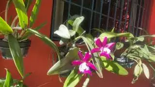 El Patio está que rompe ojos