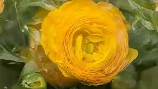 Jaya Suprana - Aryati #piano