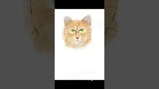 #adobeillustrator