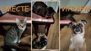 Мои пушистые друзья