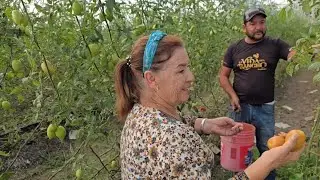 Llego mi mamá y a Cortar Tomates 🍅