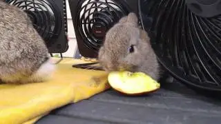 Baby dwarf rabbit munching