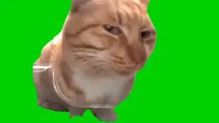 кот смотрит в камеру футаж