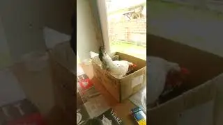 Minha galinha Della tá c achando.