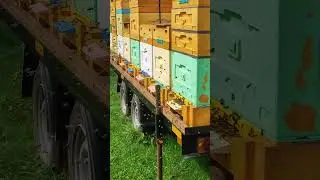 Облёт пчёл а не рой #пасека #пчеловодство #bienenhaus #пчёлы #облёт #рой #мед #качёвка #топ #вау