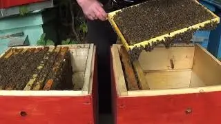 Dividing bee colonies during the flight.