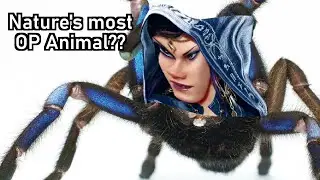 Orange Rank Zafina + Tarantula Stance  = OP?????