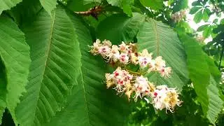 ВОРОНЕЖ / Всё цветёт #воронеж #bloom #цветение