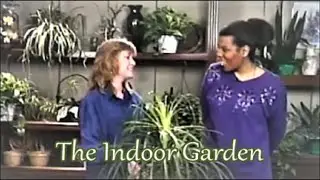 How to Care for a Ponytail Palm, with Ronita
