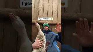 Пора закрывать тренд 🪿🧑‍🌾