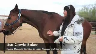 Bowed tendon recovery in 90 days with Laser Therapy? Lisa Cawte-Baker explains how.