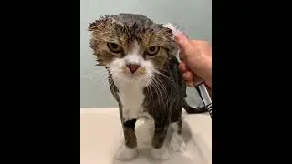 Посмотрите на этот взгляд! Он точно отомстит!