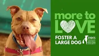PAWS' Dog Foster Zoom Info Session