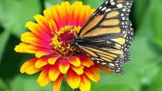 फुलपाखरू/ Butterfly