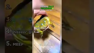 Ranking Top 5 Frog Noises That Made You LOL!