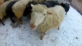 Будни в деревне. Деревенское хозяйство. Сарай. Скотина
