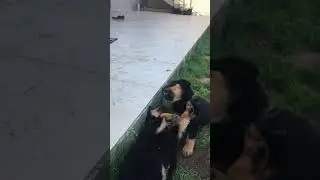 Rottweiler yavruları oyuncular