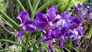 Цветение Орхидей/Страшная ОрхидейнаяИстория. Cattleya Exotic's Plum Leopard, Vanda Chao Praya Violet