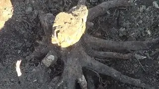 Stump removal without using a stump grinder. How to remove a small stump.