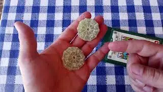 Mule Extracts Hybrid Dragonfruit Kicker 1:1 Gummy Unpackaging And Review