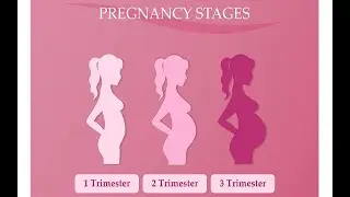 What to Expect in Each Trimester of Pregnancy?