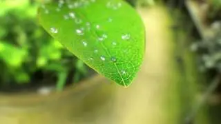 Water Drops from a Leaf